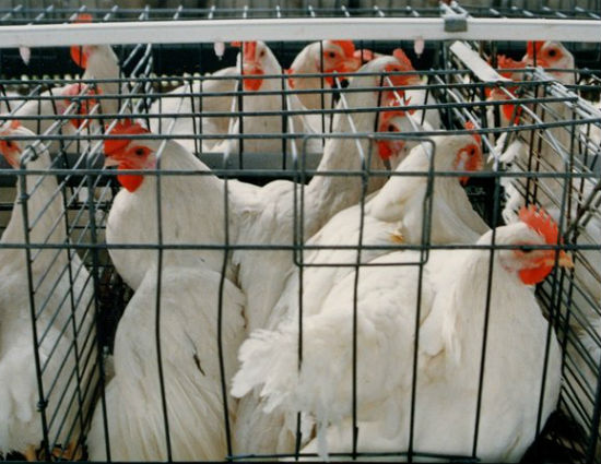 In response to a number of consumer-driven petitions on Change.org, supermarkets like Trader Joe’s, Publix, and Albertson’s all changed their policies to curb chicken abuse in their egg supply chain. By putting public pressure on business leaders, we were able to influence their adoption of more sustainable and humane business practices.